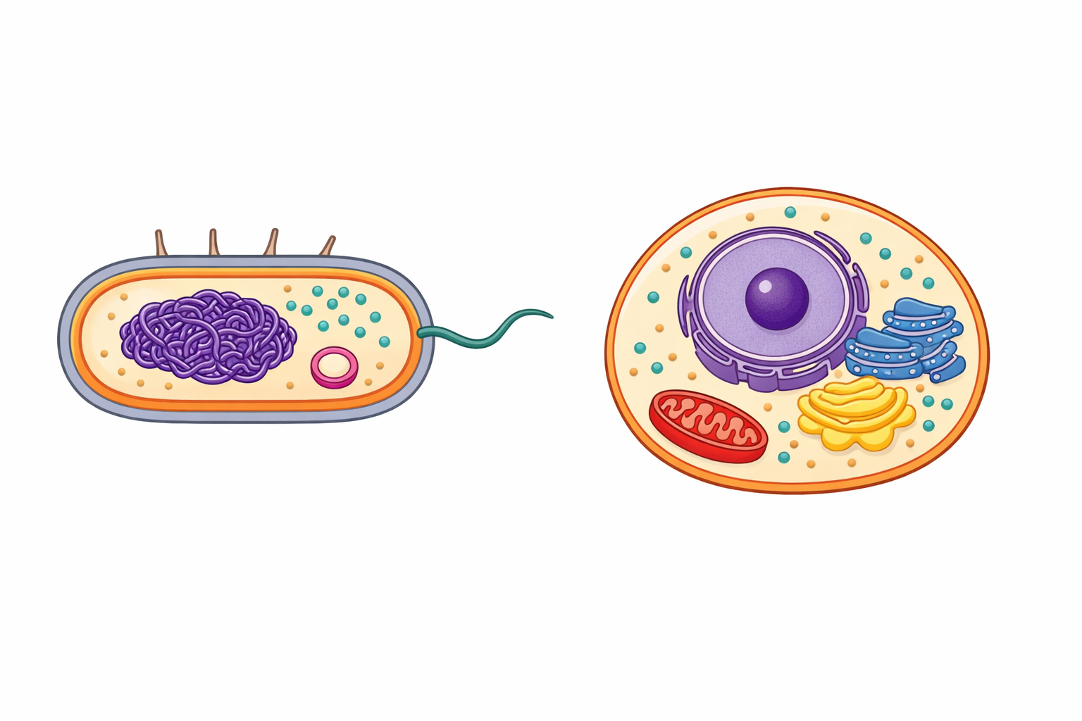 Side-by-side comparison of a prokaryotic cell and a eukaryotic animal cell