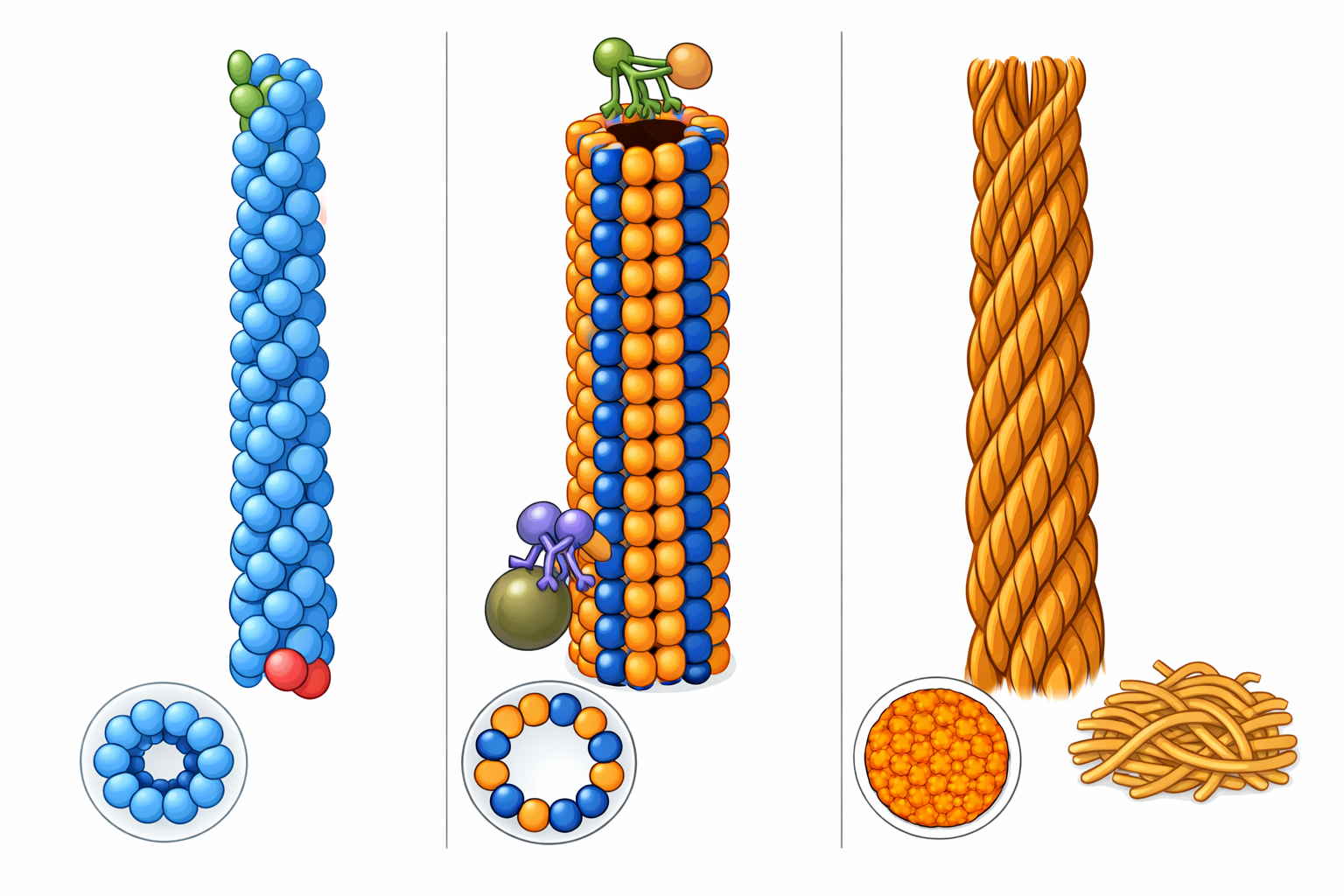 Three cytoskeletal filament types side by side: microfilaments (actin), microtubules, and intermediate filaments, showing longitudinal and cross-section views with motor proteins