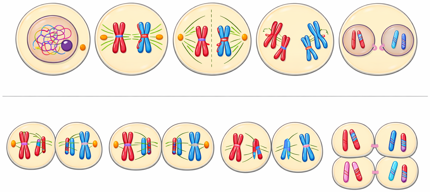 Stages of Meiosis I and Meiosis II