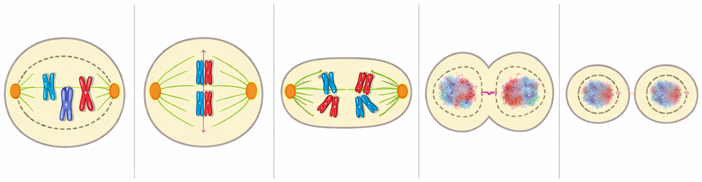 Five Stages of Mitosis: Prophase, Metaphase, Anaphase, Telophase, Cytokinesis