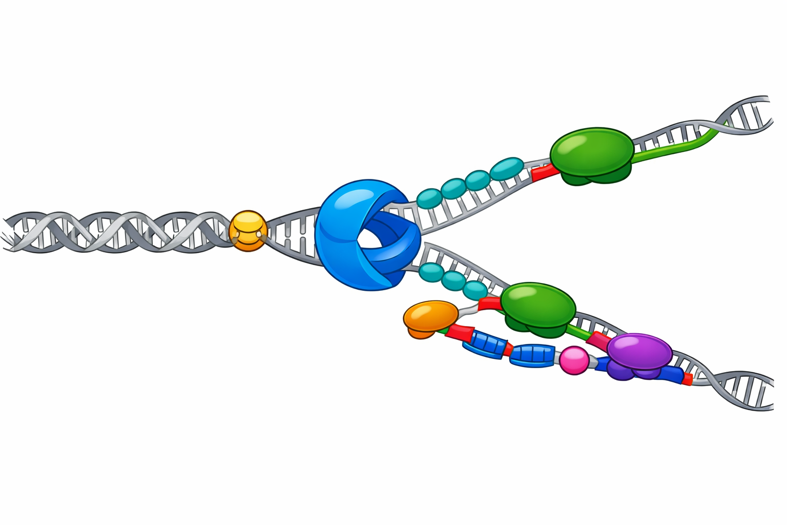 DNA replication fork showing helicase, polymerases, primase, ligase, and Okazaki fragments