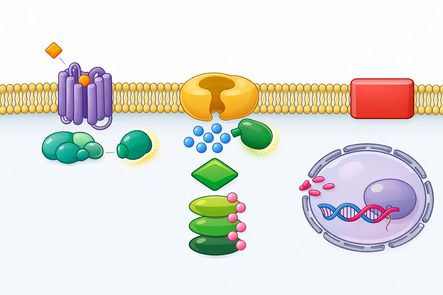 Signal Transduction Pathway Diagram