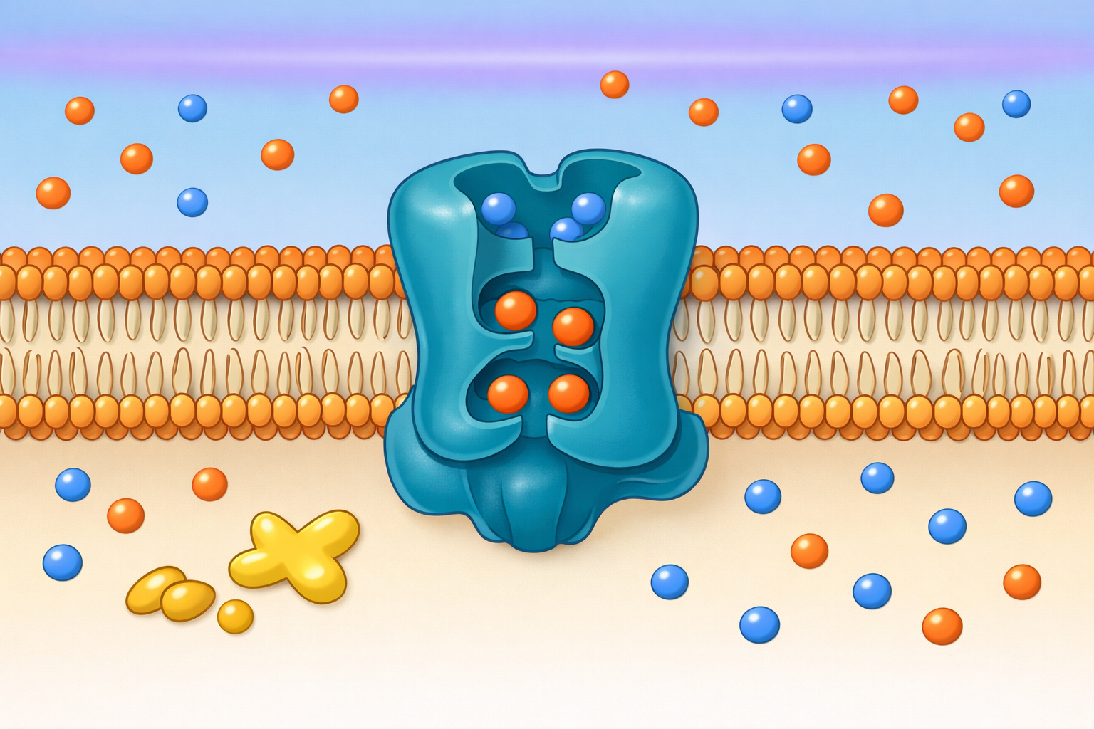Sodium-Potassium Pump (Na+/K+-ATPase) embedded in the plasma membrane showing ion transport cycle