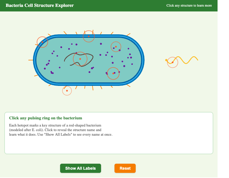 Bacteria Cell Structure Explorer