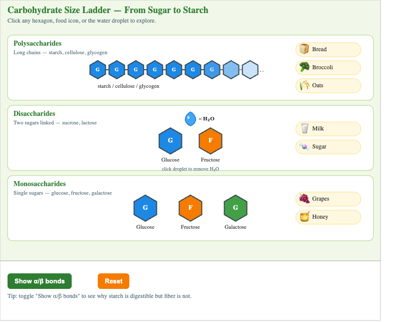 Carbohydrate Size Ladder