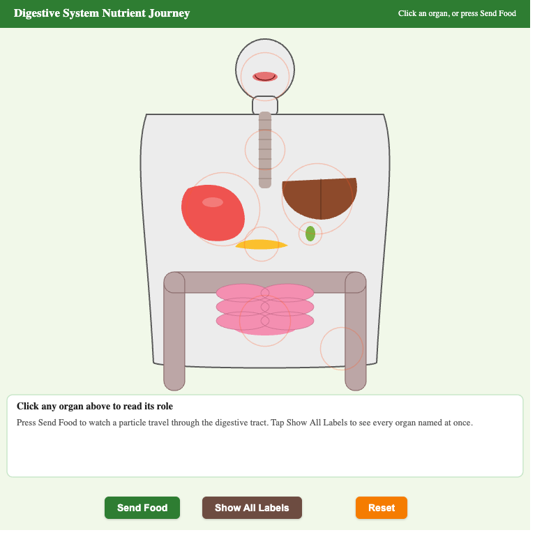 Digestive System Nutrient Journey