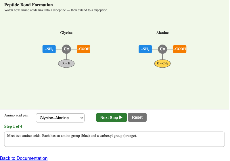 Peptide Bond Formation Animator