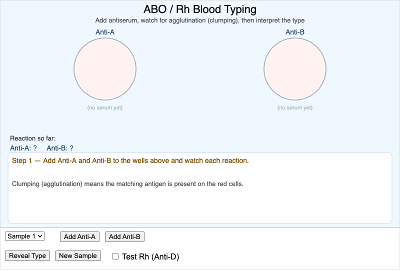 ABO Blood Typing Interactive Simulator