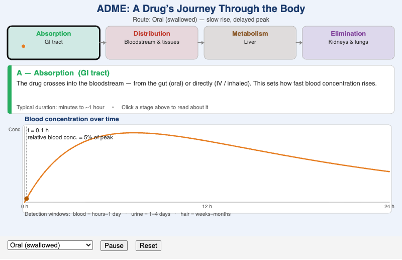 ADME Pathway Interactive Flow Diagram