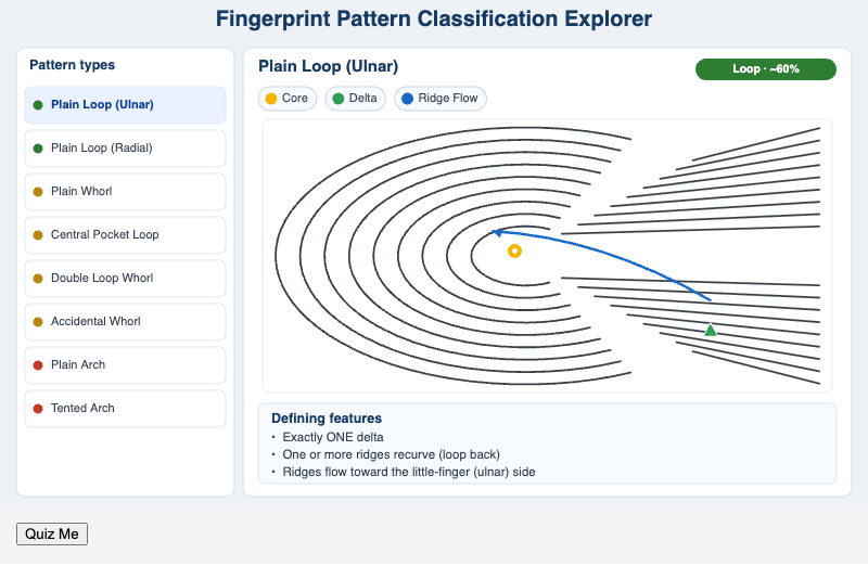 Fingerprint Pattern Classification Explorer