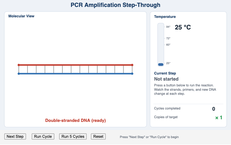 PCR Amplification Step-Through Simulator
