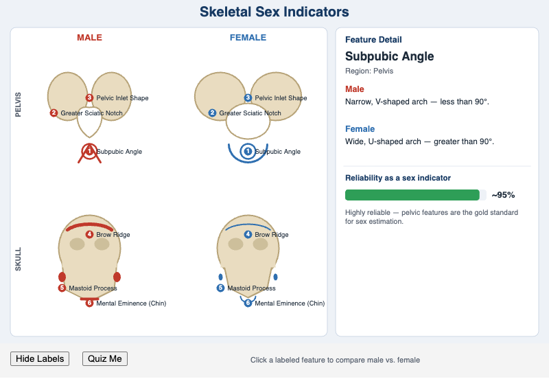 Skeletal Sex Indicators Interactive Diagram