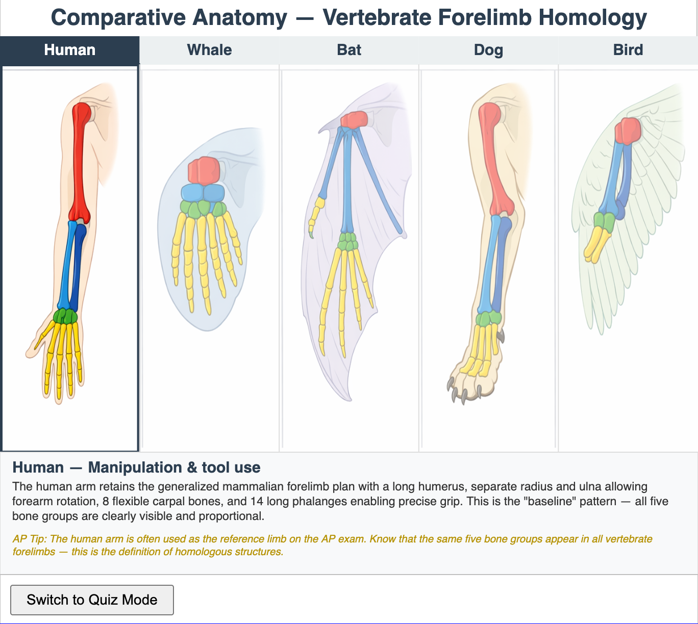 Comparative Anatomy Explorer