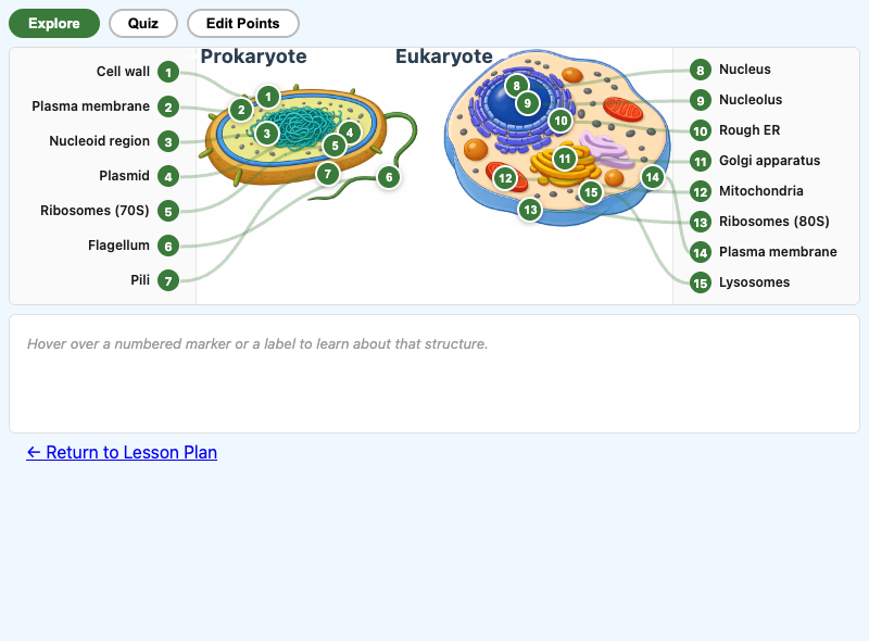 Prokaryote vs. Eukaryote Cell Comparison