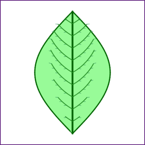 Leaf Venation